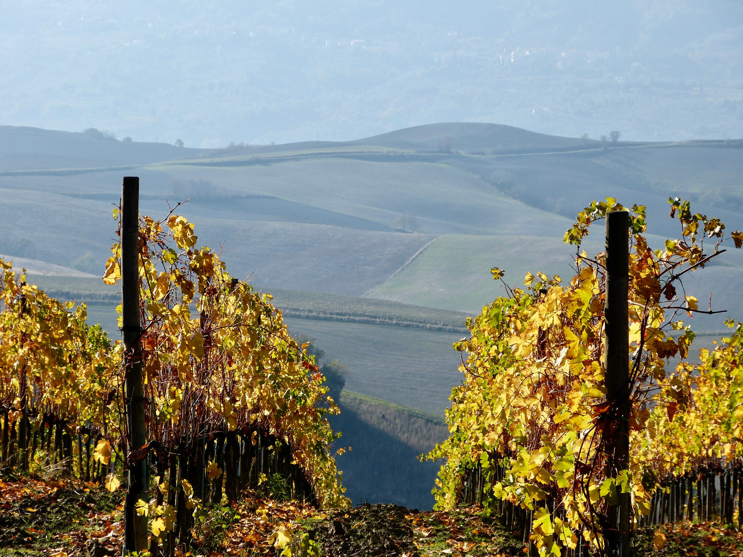 Italian wines -  Exploring the Richness of Italian Wines: A Recap of the Vancouver International Wine Festival