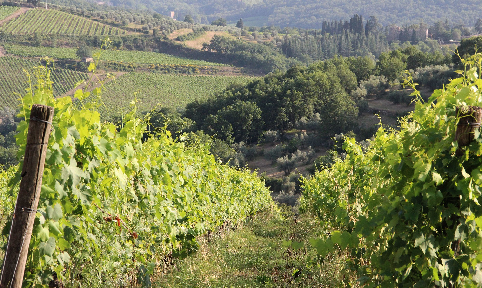 Venti  - Chianti wine estate - sleeps up to 8