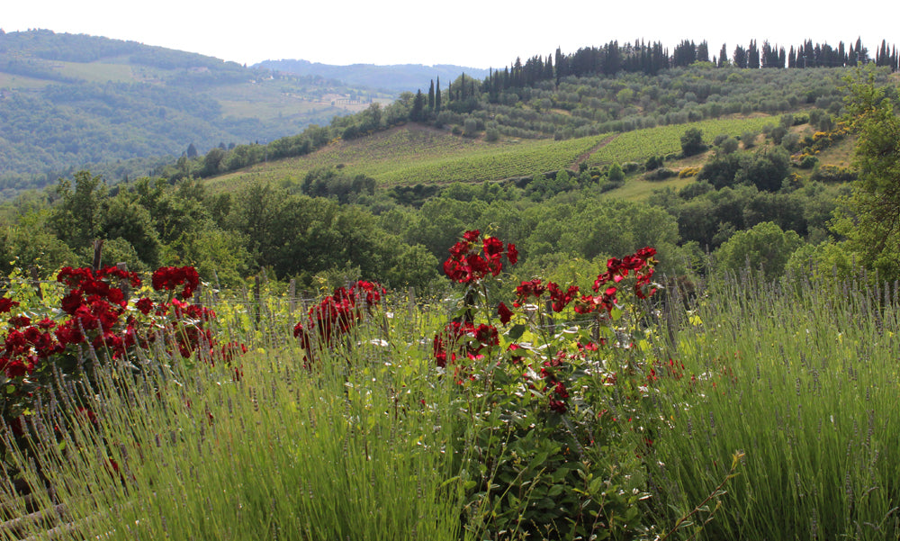 Panzano Vista 17 - Chianti villa sleeps 4, 2 bedrooms 1 bathroom Celebrate Chianti wines